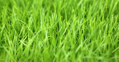 GULF ANNUAL 1LB RYEGRASS SEED - Image 2
