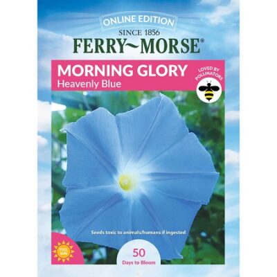 MORNING GLORY-HEAVENLY BLUE