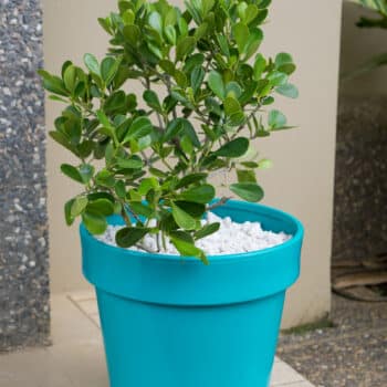18" VIVO POT AND SAUCER SET