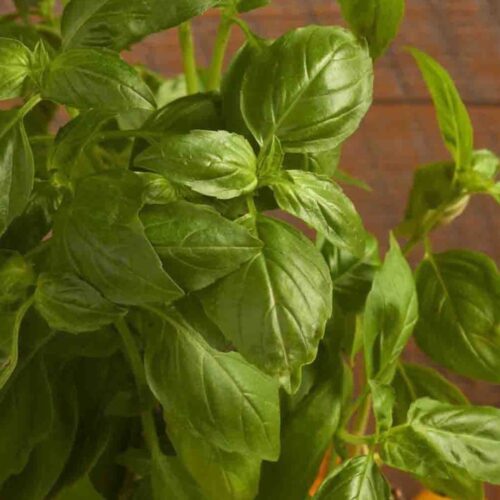 BASIL- GENOVESE