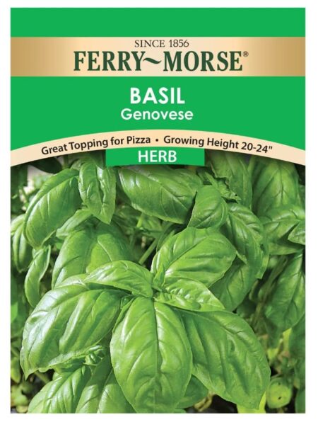 BASIL- GENOVESE - Image 2