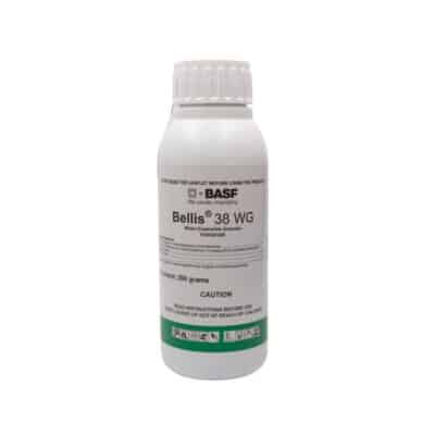 BELLIS- 200GR