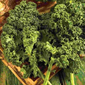 KALE- DWARF BLUE CURLED VATE'S STRAIN