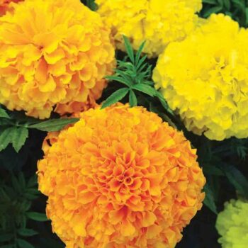 MARIGOLD FERRY'S BEST MIX COLOURS
