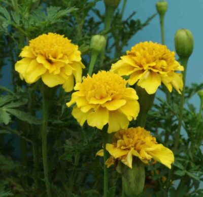 MARIGOLD PETITE YELLOW/ TAGETES ERECTA