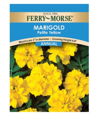 MARIGOLD PETITE YELLOW/ TAGETES ERECTA - Image 2