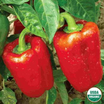 ORGANIC CALIFORNIA WONDER BELL PEPPER 120 SEEDS
