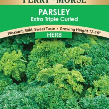 PARSLEY- EXTRA TRIPLE CURLED