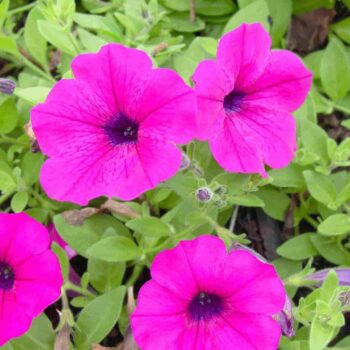 PETUNIA DWARF BEDDING MIXED COLOURS ANNUAL