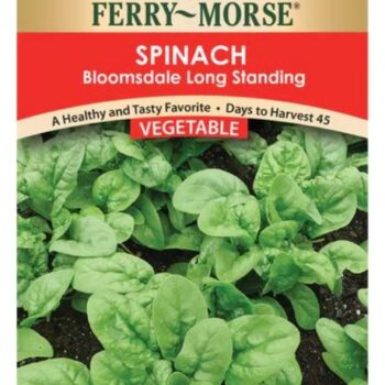 SPINACH- BLOOMSDALE LONG STANDING