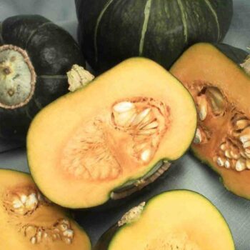 SQUASH- BUTTERCUP HEIRLOOM