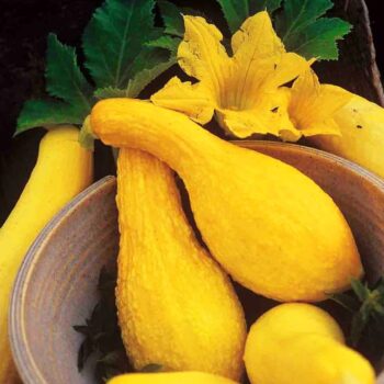 SQUASH-YELLOW SUMMER CROOKNECK HEIRLOOM