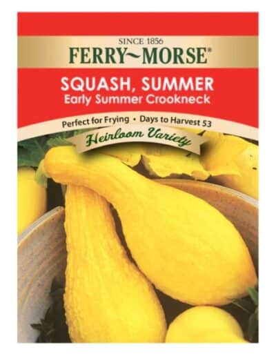 SQUASH-YELLOW SUMMER CROOKNECK HEIRLOOM - Image 2