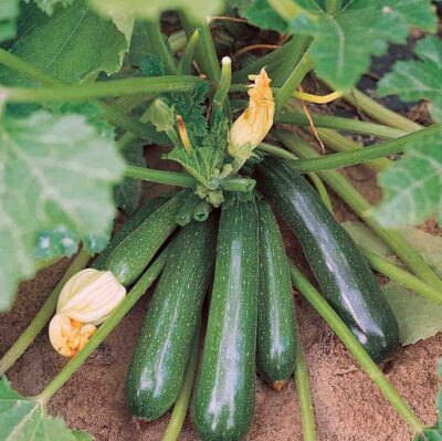 SQUASH ZUCCHINI ELITE