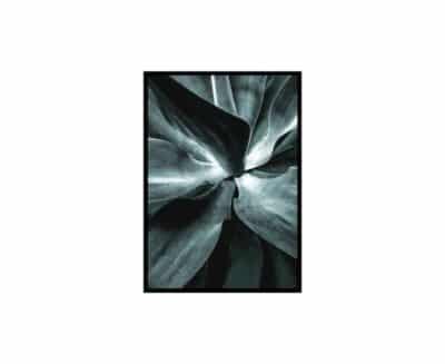 SUCCULENT 50X70CM FRAMED PICTURE
