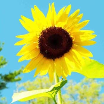 SUNFLOWER SEED - AMERICAN GIANT HYBRID ANNUAL