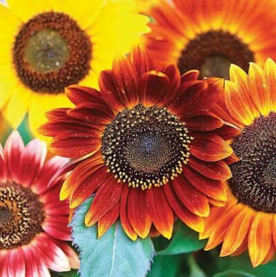 SUNFLOWER SEEDS- AUTUMN BEAUTY MIXED COLOURS