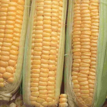 SWEET CORN-GOLDEN CROSS BANTAM HYBRID